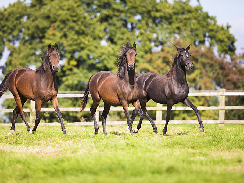 Neue Röwer & Rüb Pferdeboxen für Kingswood reitturniere.de News